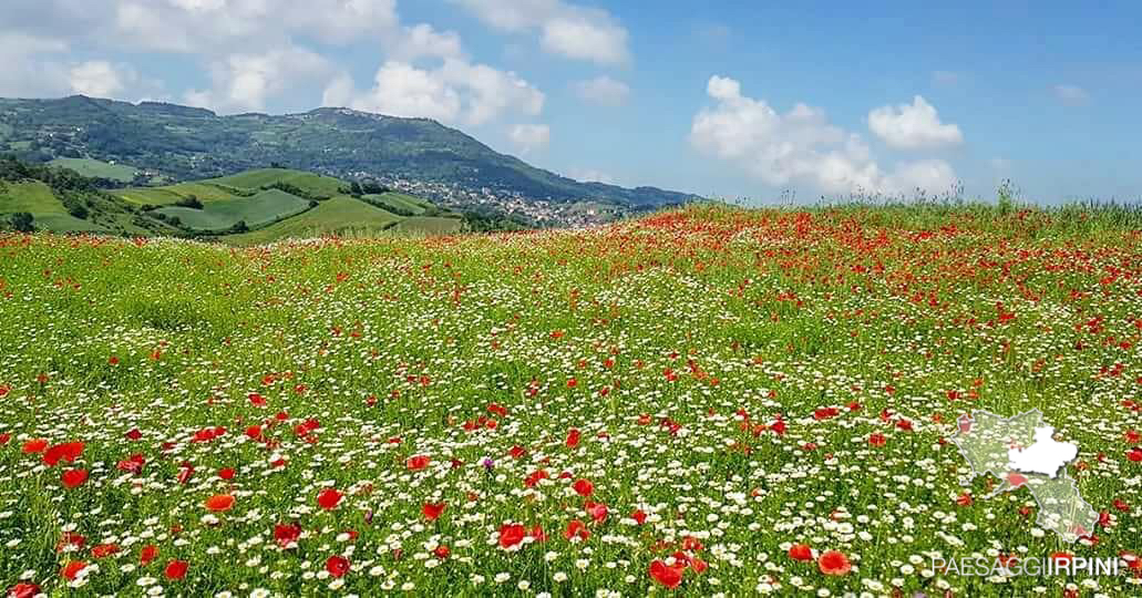 Vallesaccarda 