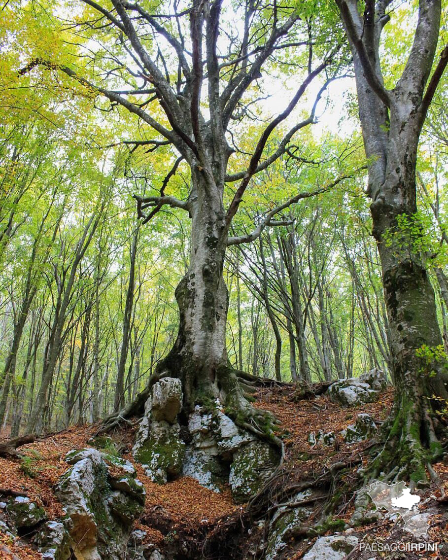 Sant'Angelo a Scala - Monte Partenio