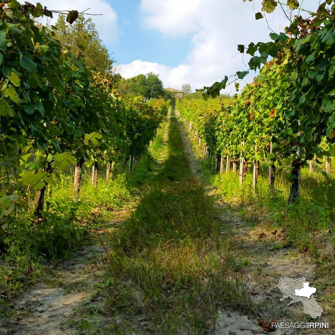 Montefalcione - Fiano di Avellino