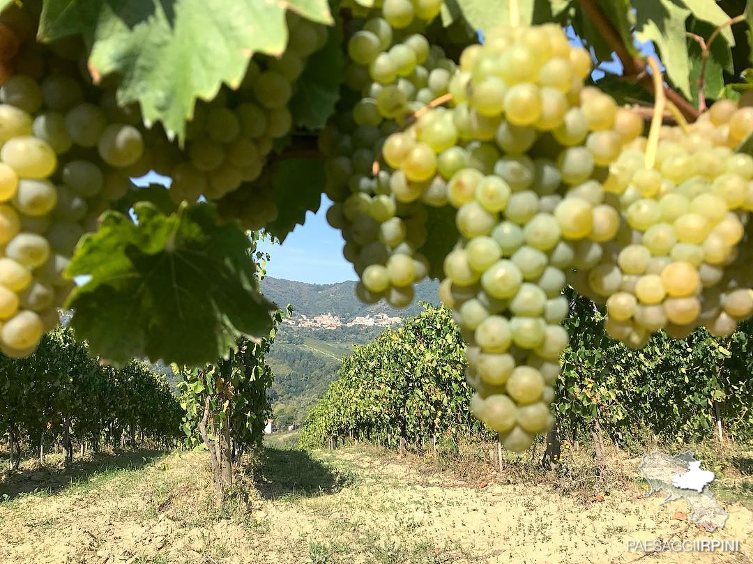 Santa Paolina - Greco di Tufo