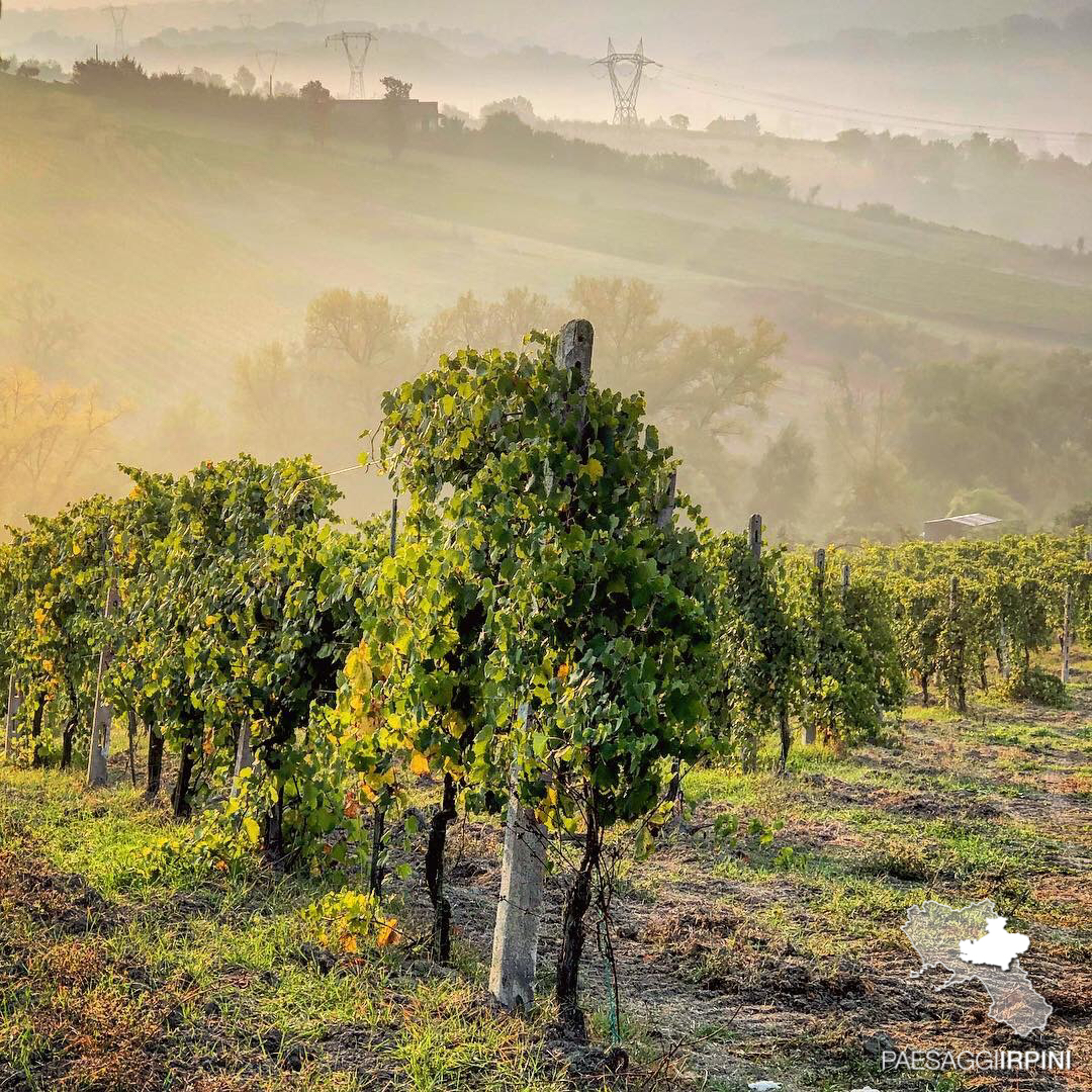 Santa Paolina - Greco di Tufo