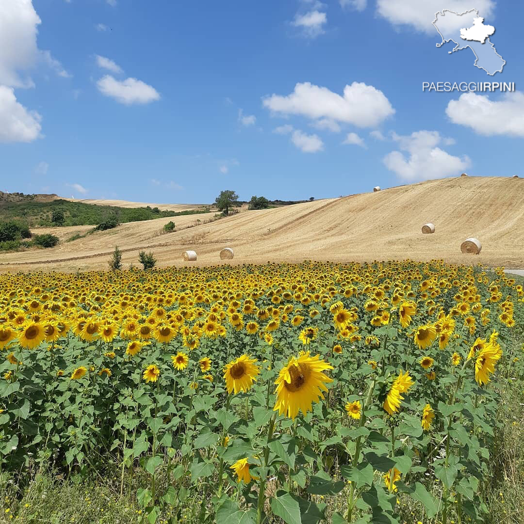 Vallesaccarda