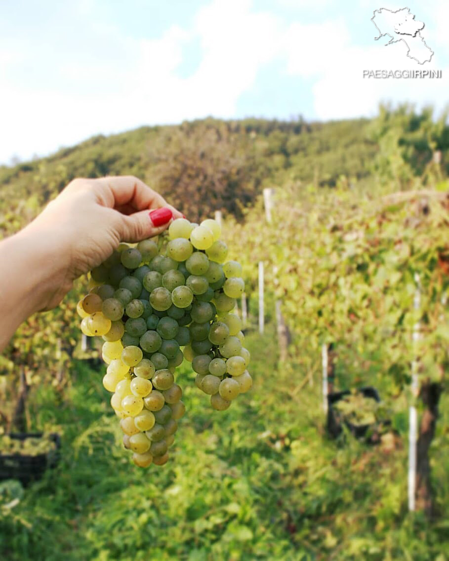 Tufo - Greco di Tufo