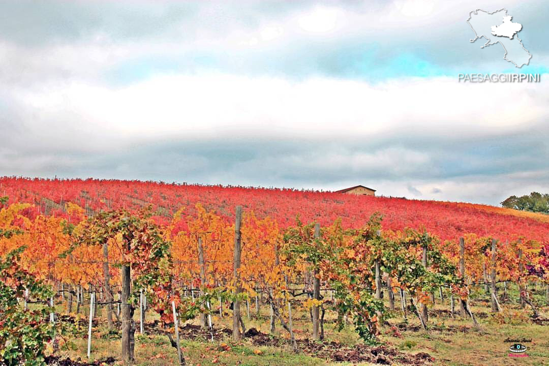 Lapio - Fiano di Avellino