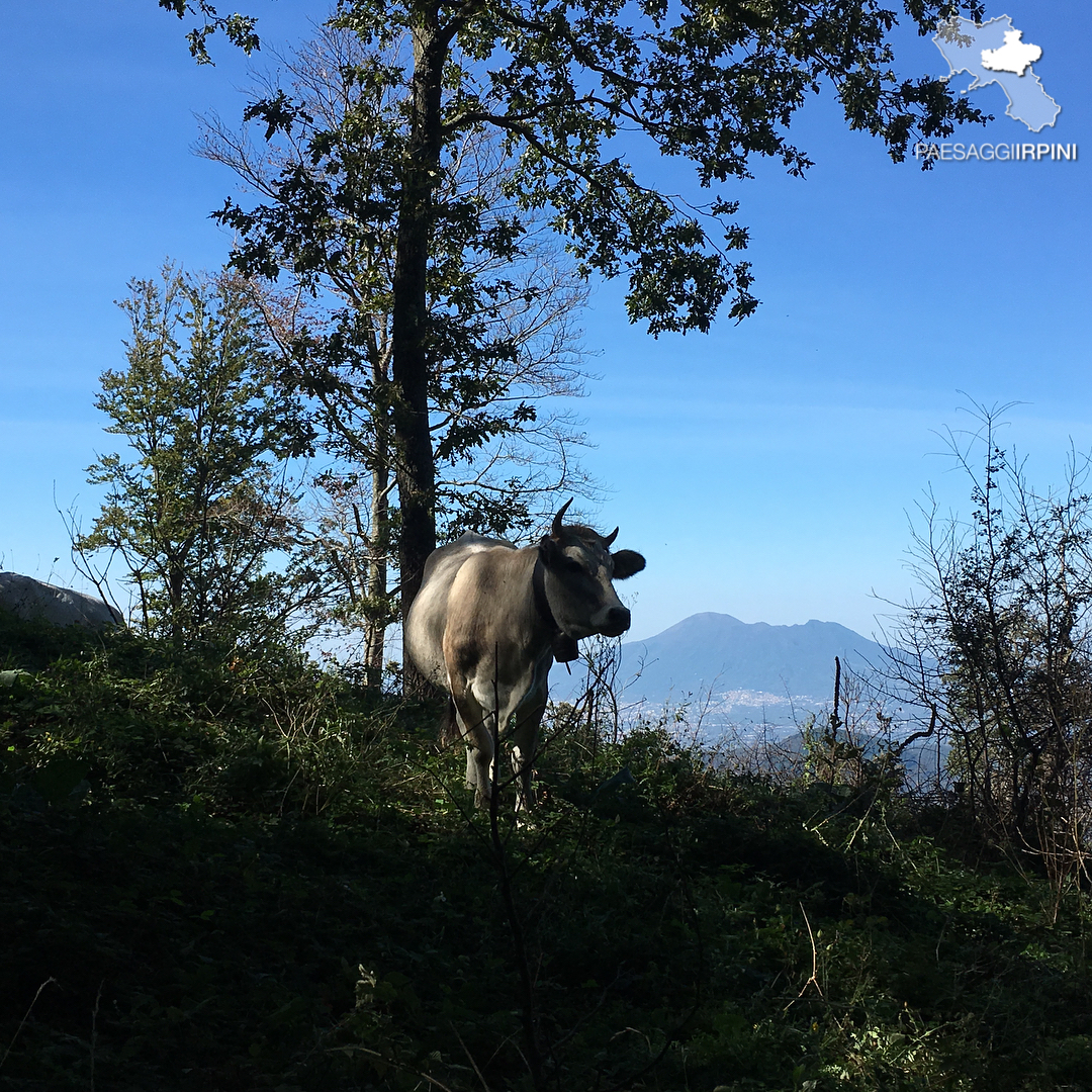 Mugnano del Cardinale