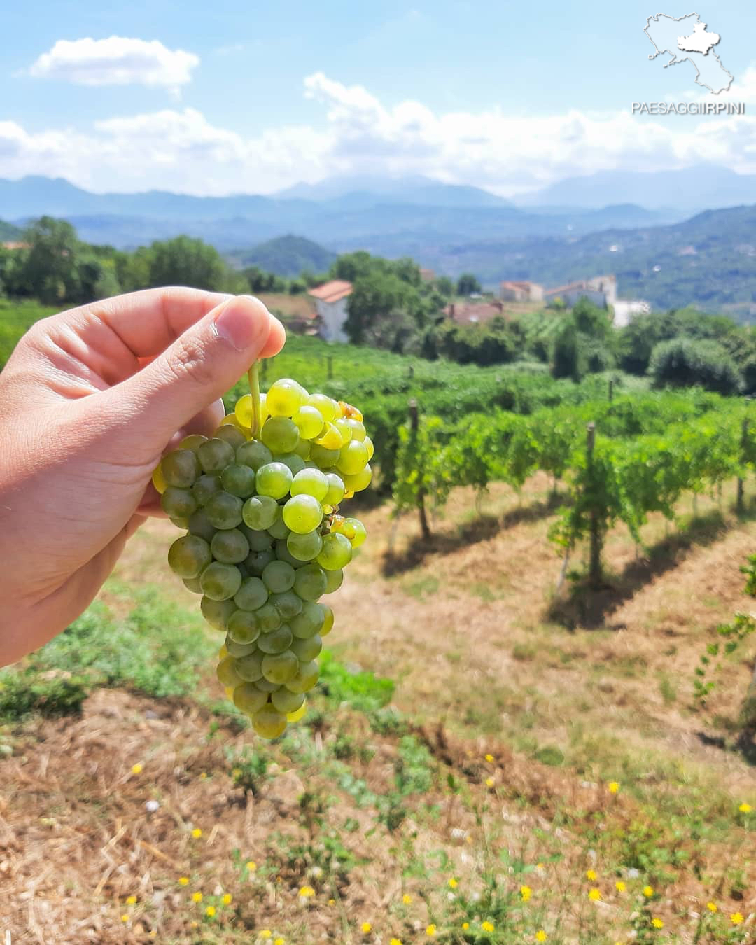 Tufo - Greco di Tufo