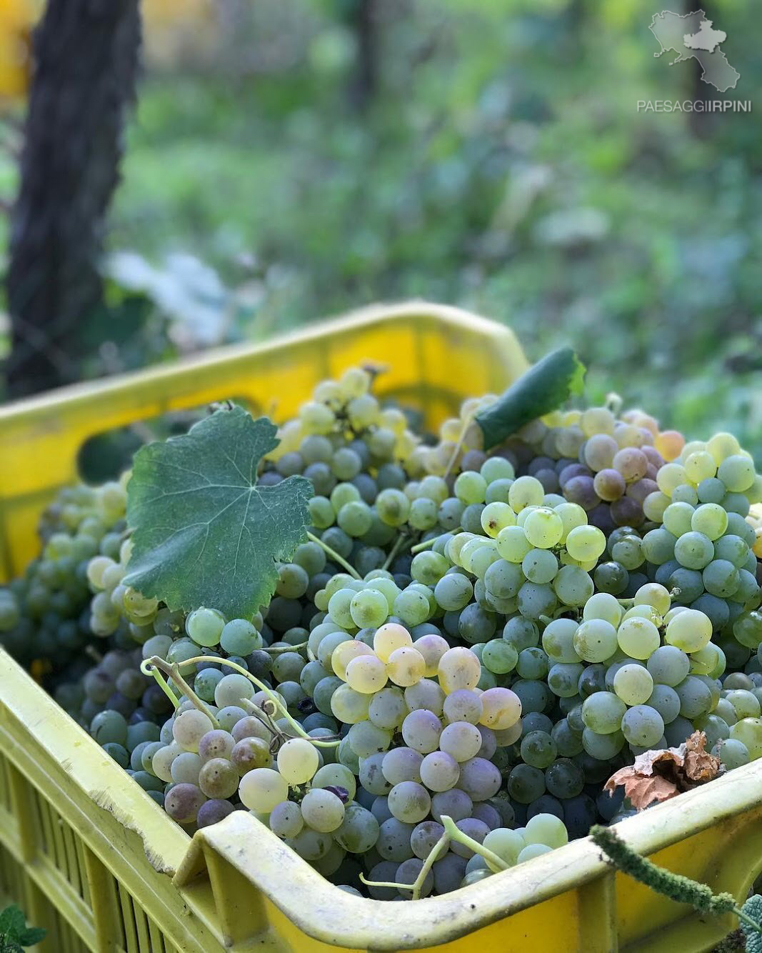 Cesinali - Fiano di Avellino