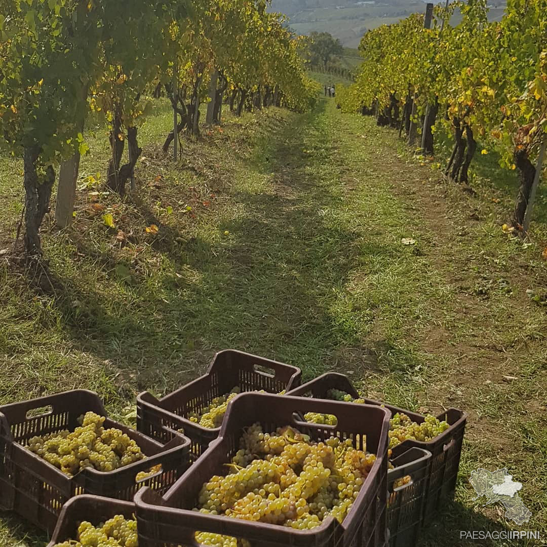 Santa Paolina - Greco di Tufo