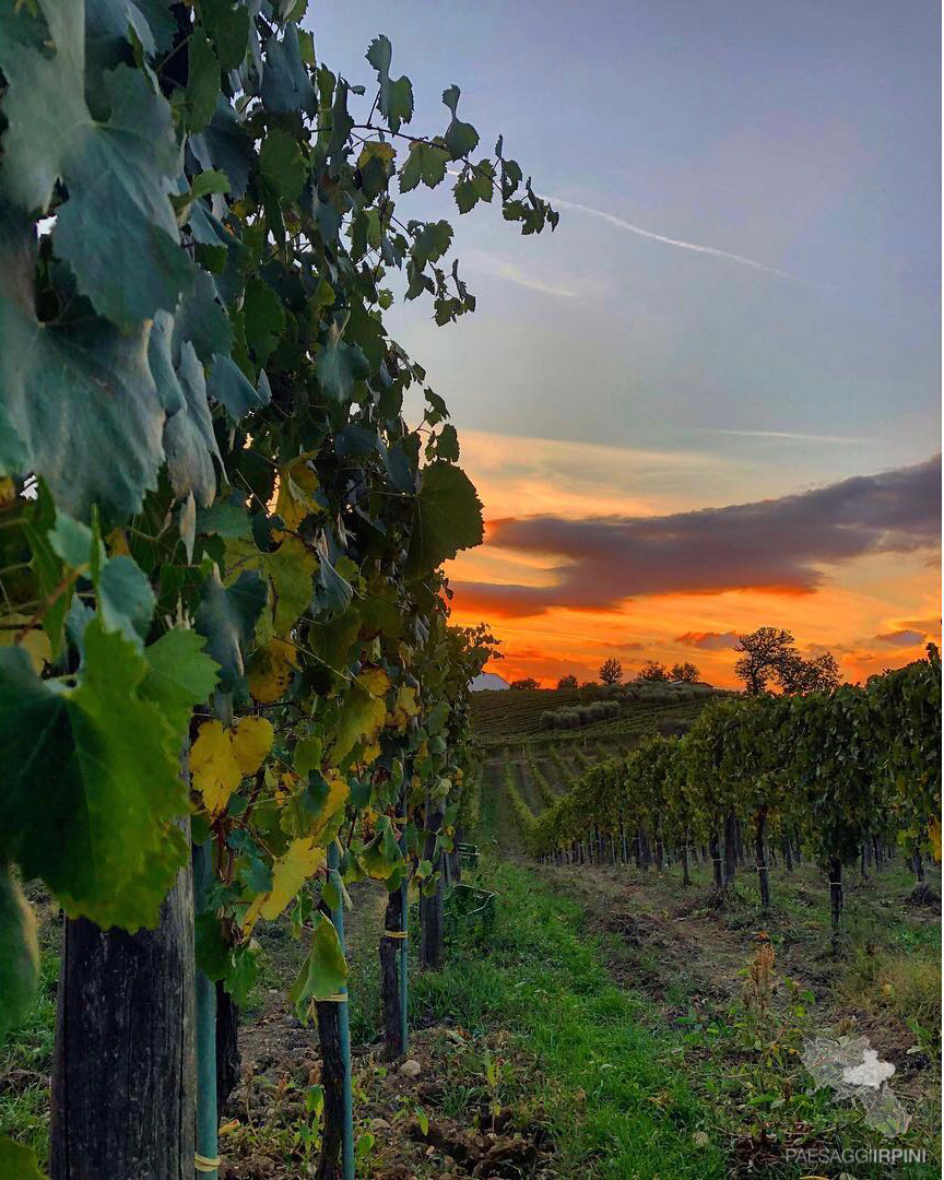 Santa Paolina - Greco di Tufo