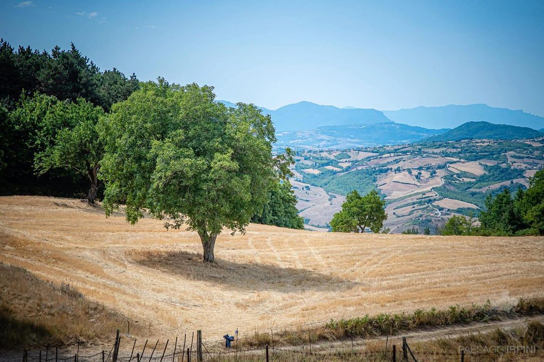 Vallesaccarda 