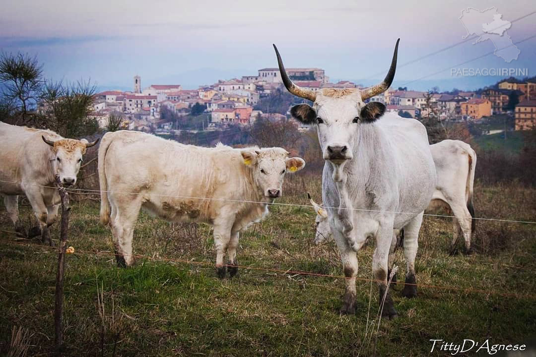 Montemarano