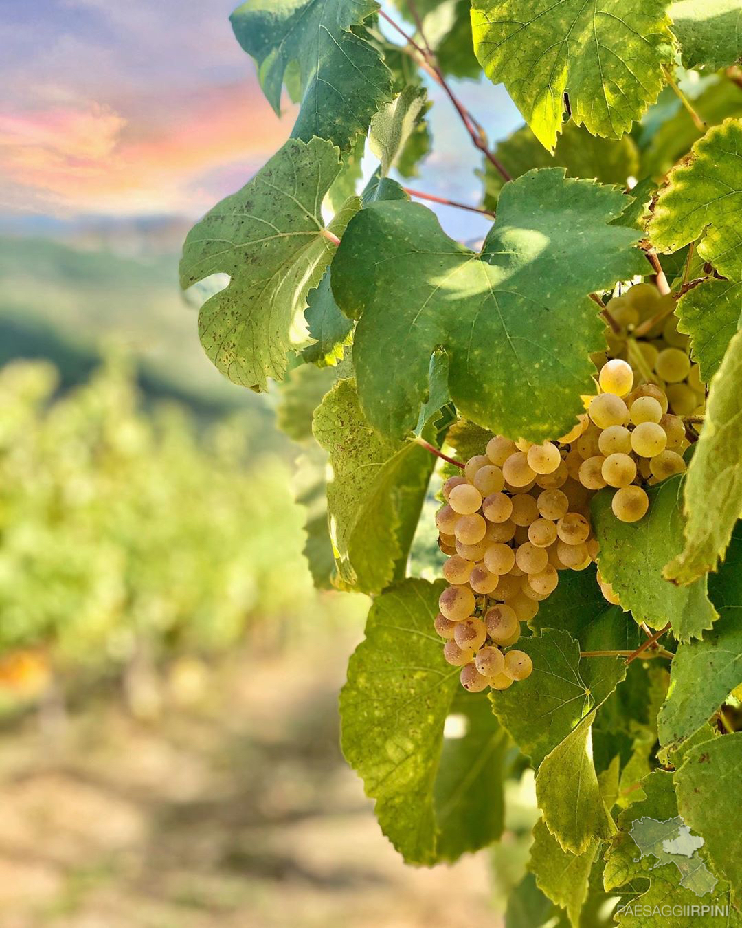 Lapio - Fiano di Avellino