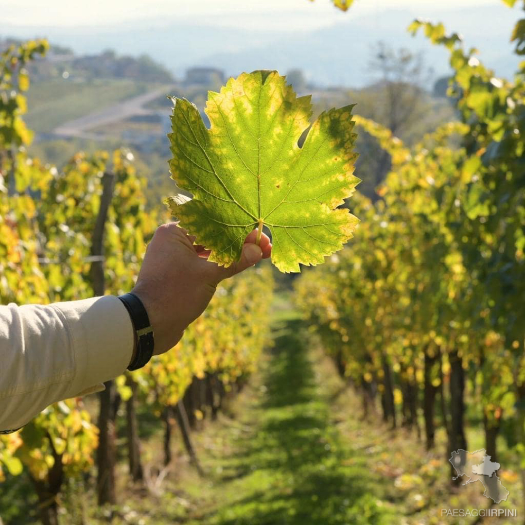 Lapio - Fiano di Avellino