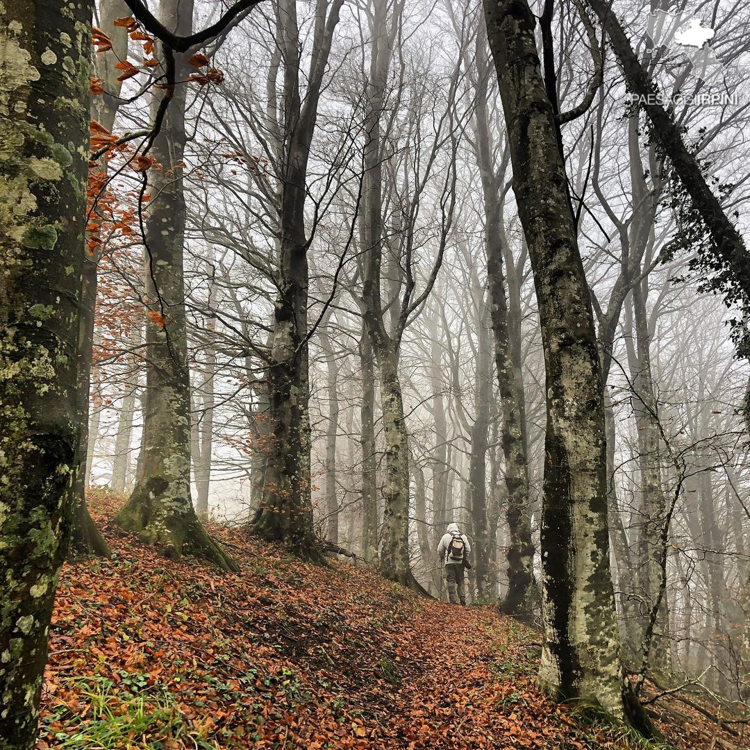 Contrada - Monte Faliesi