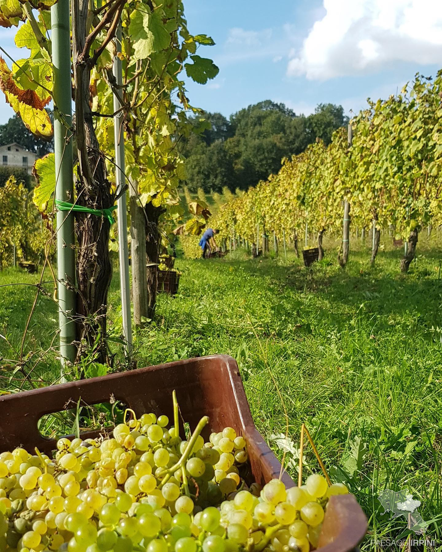 Candida - Fiano di Avellino