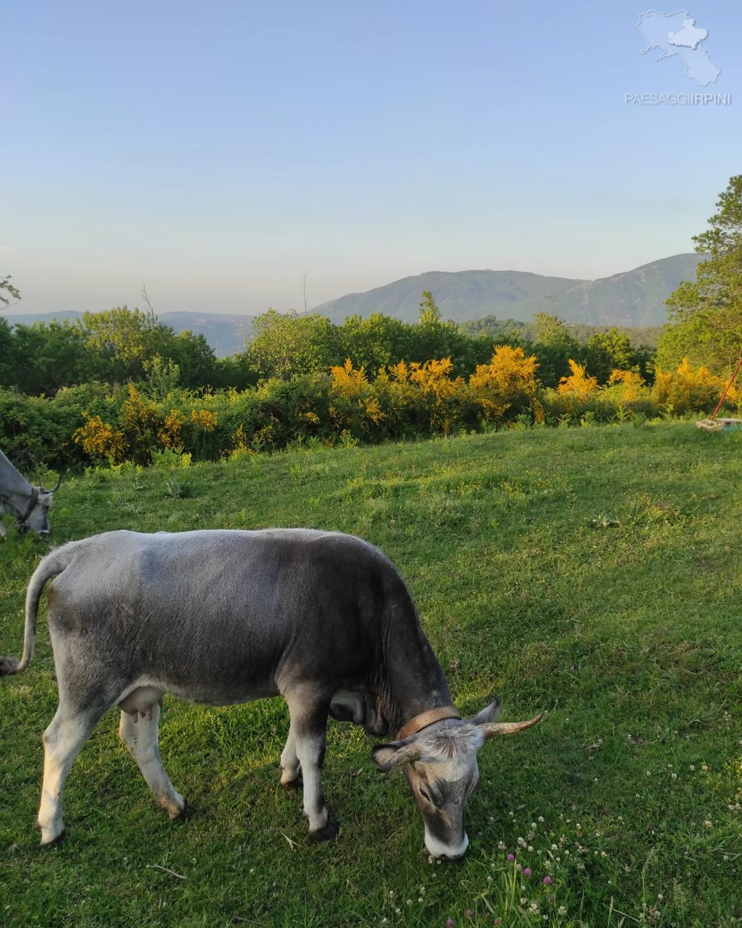 Aiello del Sabato