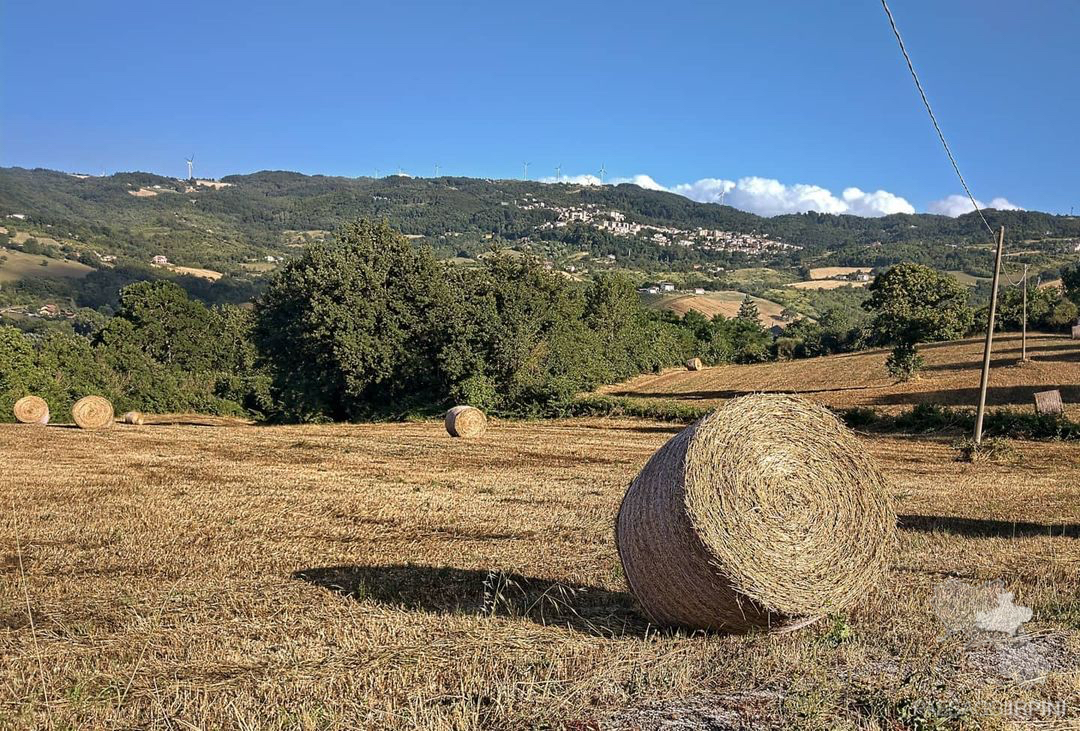 Teora