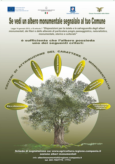 Gli alberi monumentali d'Irpinia: aiutaci a segnalarli